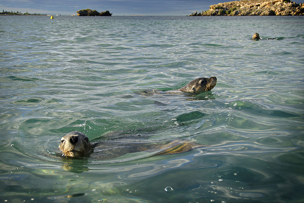 Picture of sea lions swimming in the water 